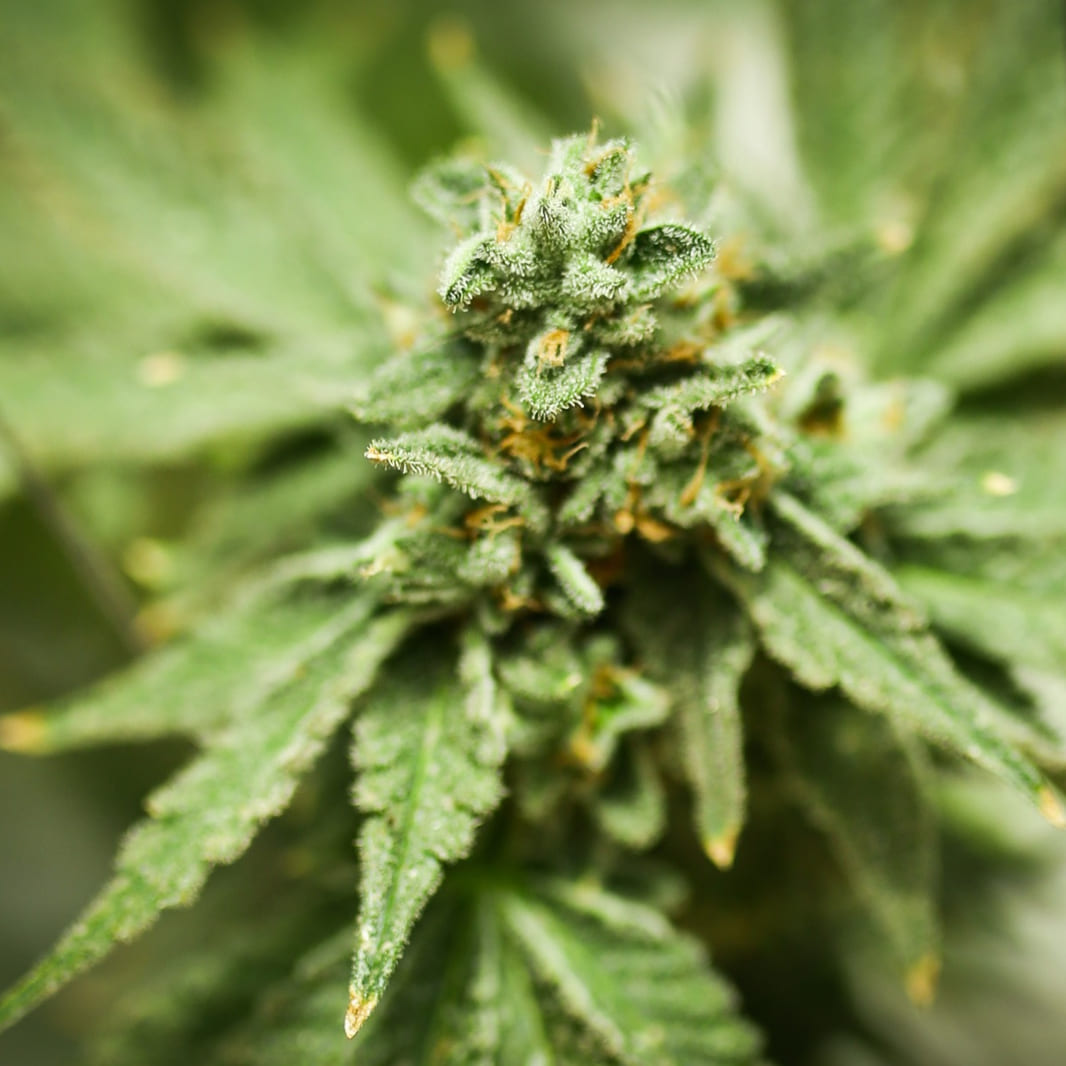 Cannabis Industry